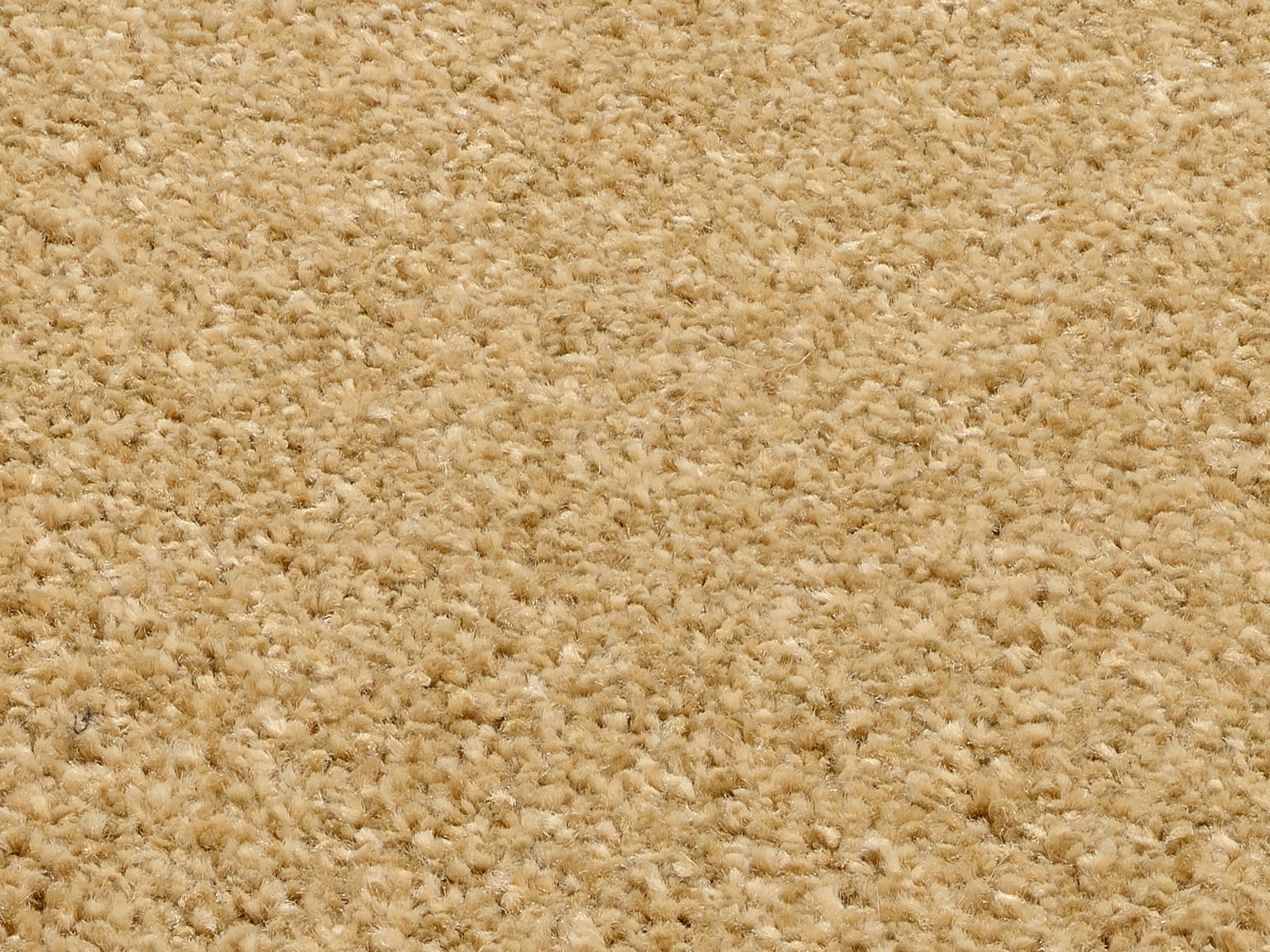 Nahaufnahme eines beigen Uni-Teppichs mit flauschiger Textur, von oben betrachtet.