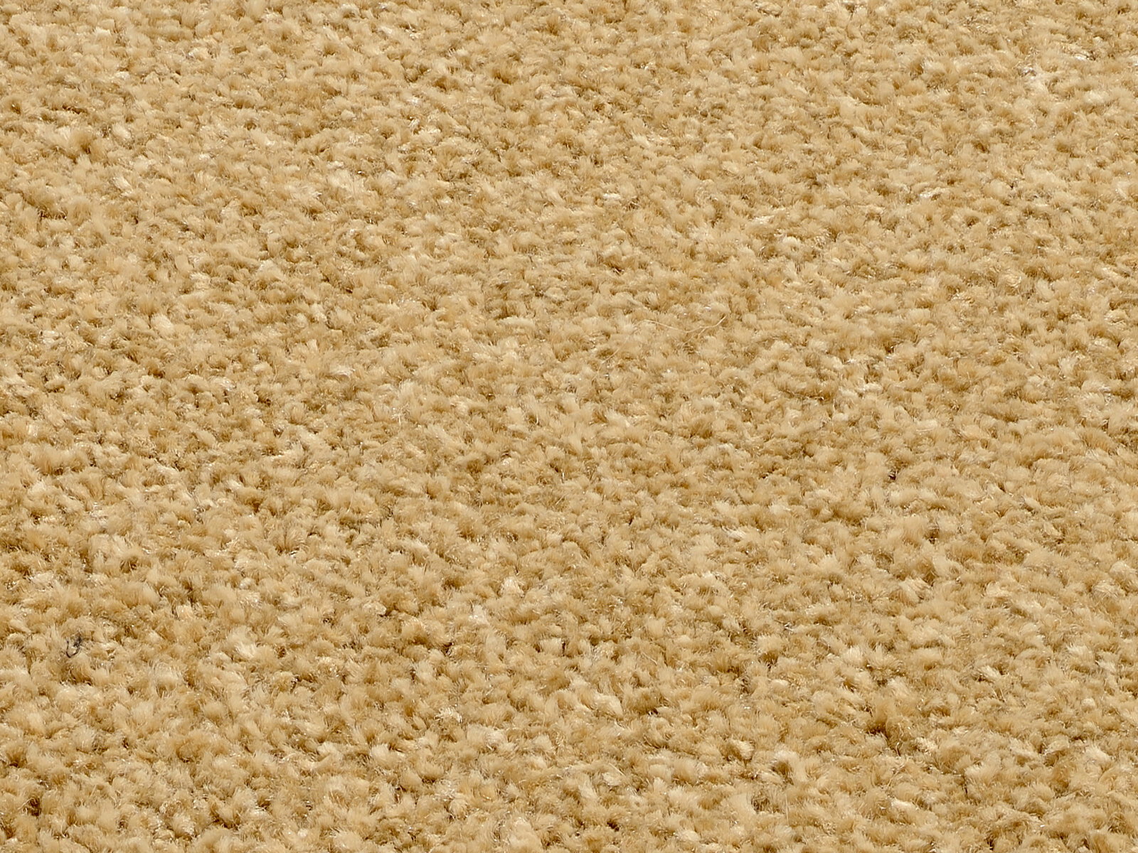 Nahaufnahme eines beigen Uni-Teppichs mit flauschiger Textur, von oben betrachtet.