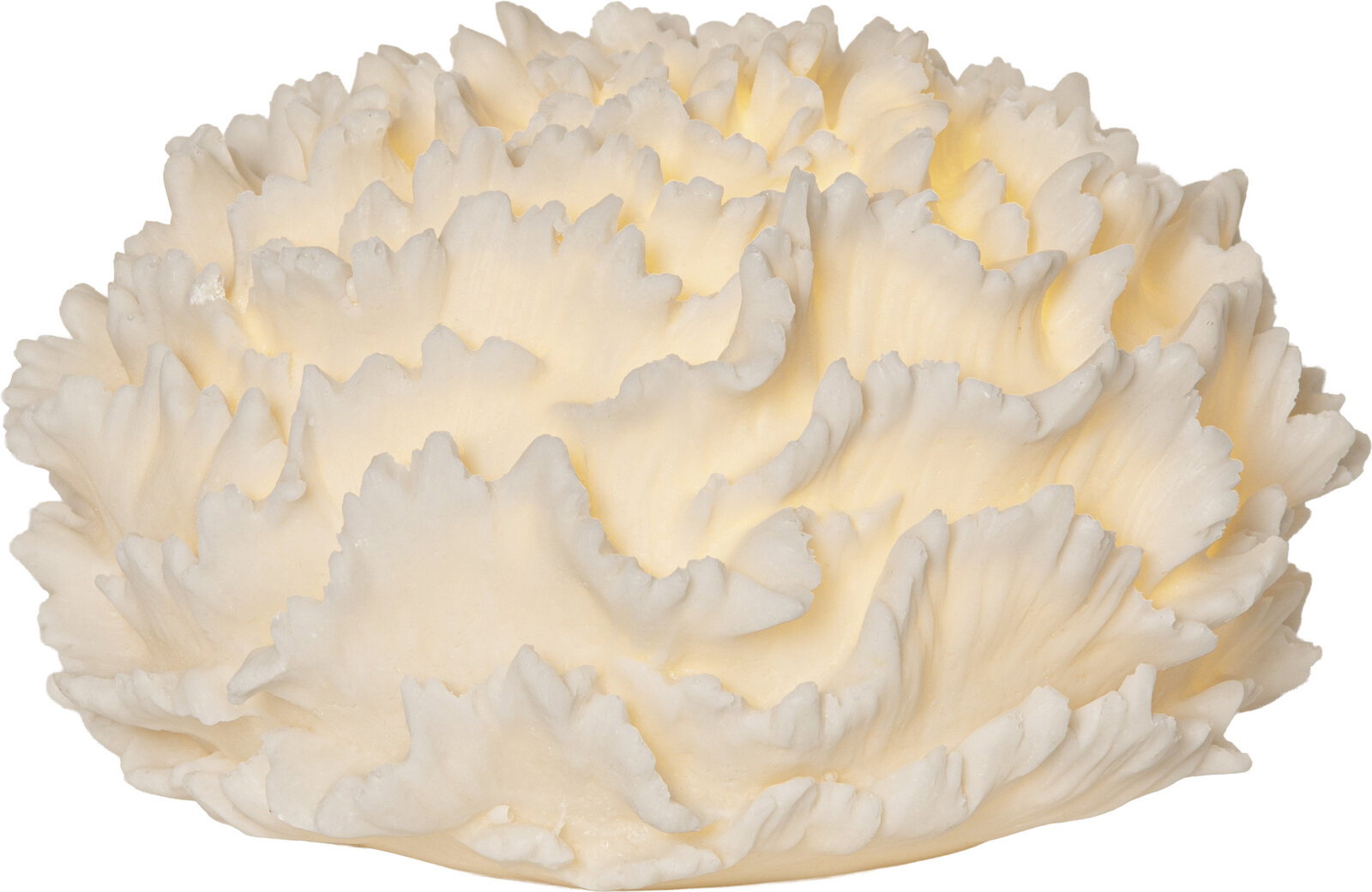 Cremeweiße, rüschenförmige Blüte (ähnlich einer Nelke) als Nahaufnahme in leicht schräger Vorderansicht, freigestellt auf weißem Hintergrund