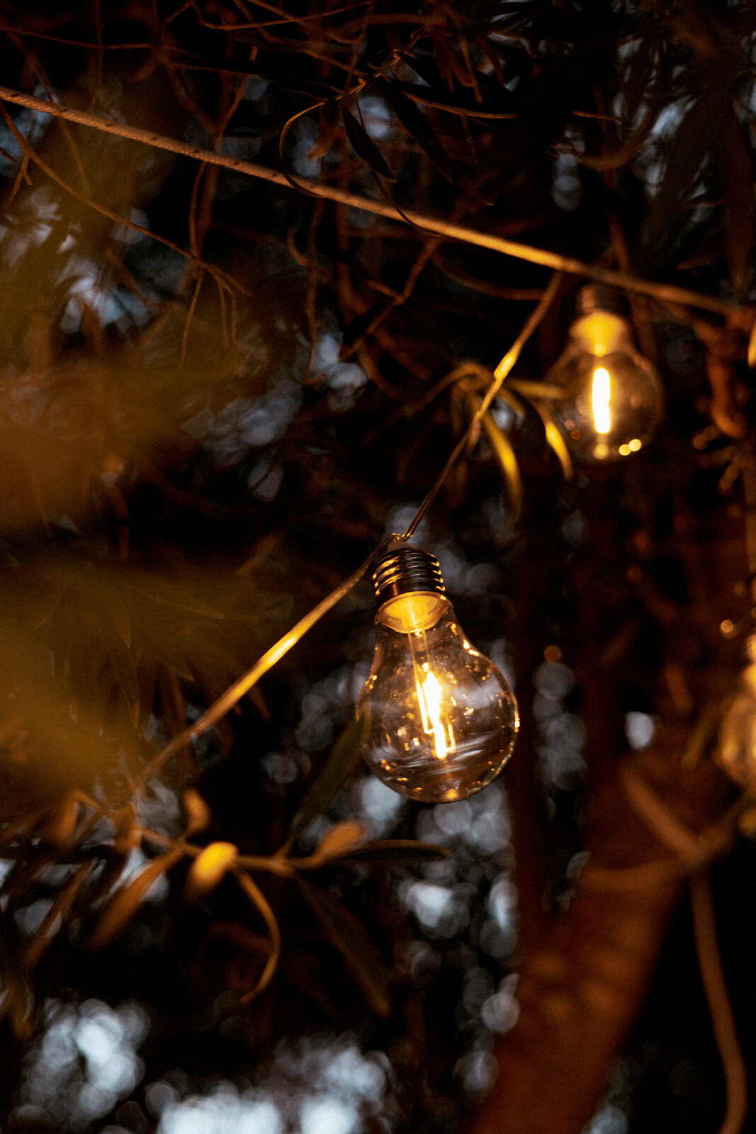 Nahaufnahme aus leicht seitlicher Perspektive: warm leuchtende Glühbirne einer Lichterkette hängt zwischen Ästen und Blättern im Freien bei Dämmerung