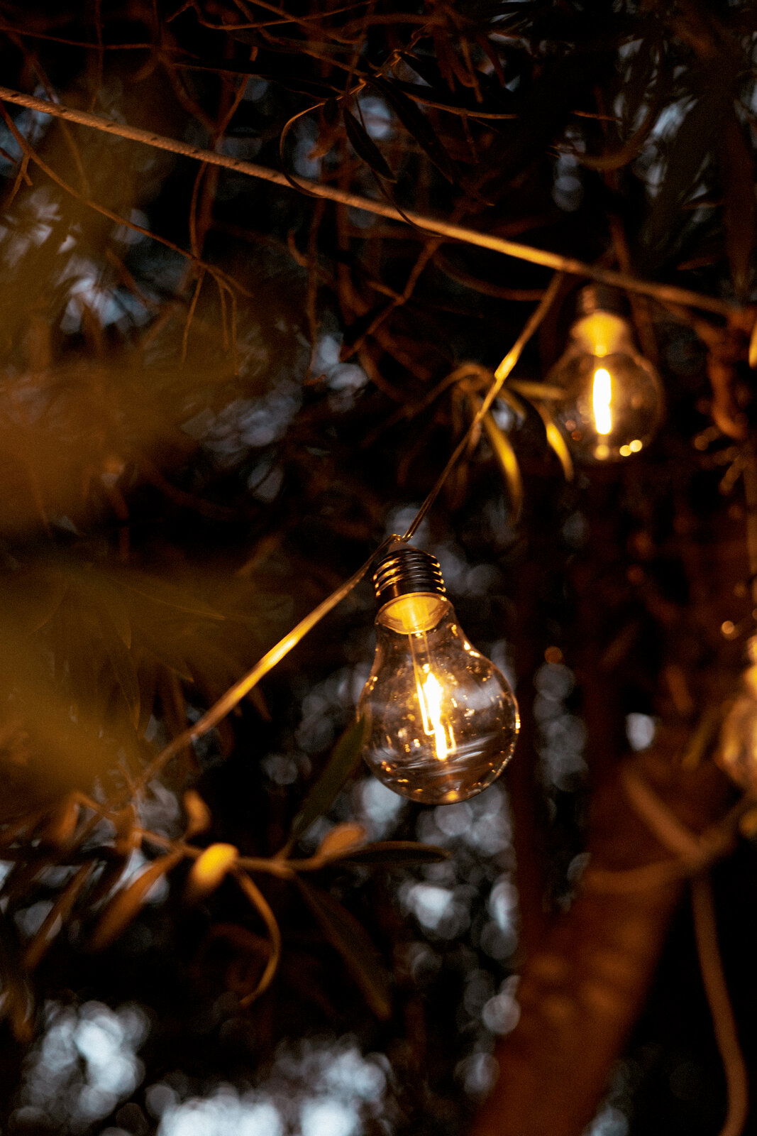 Nahaufnahme aus leicht seitlicher Perspektive: warm leuchtende Glühbirne einer Lichterkette hängt zwischen Ästen und Blättern im Freien bei Dämmerung