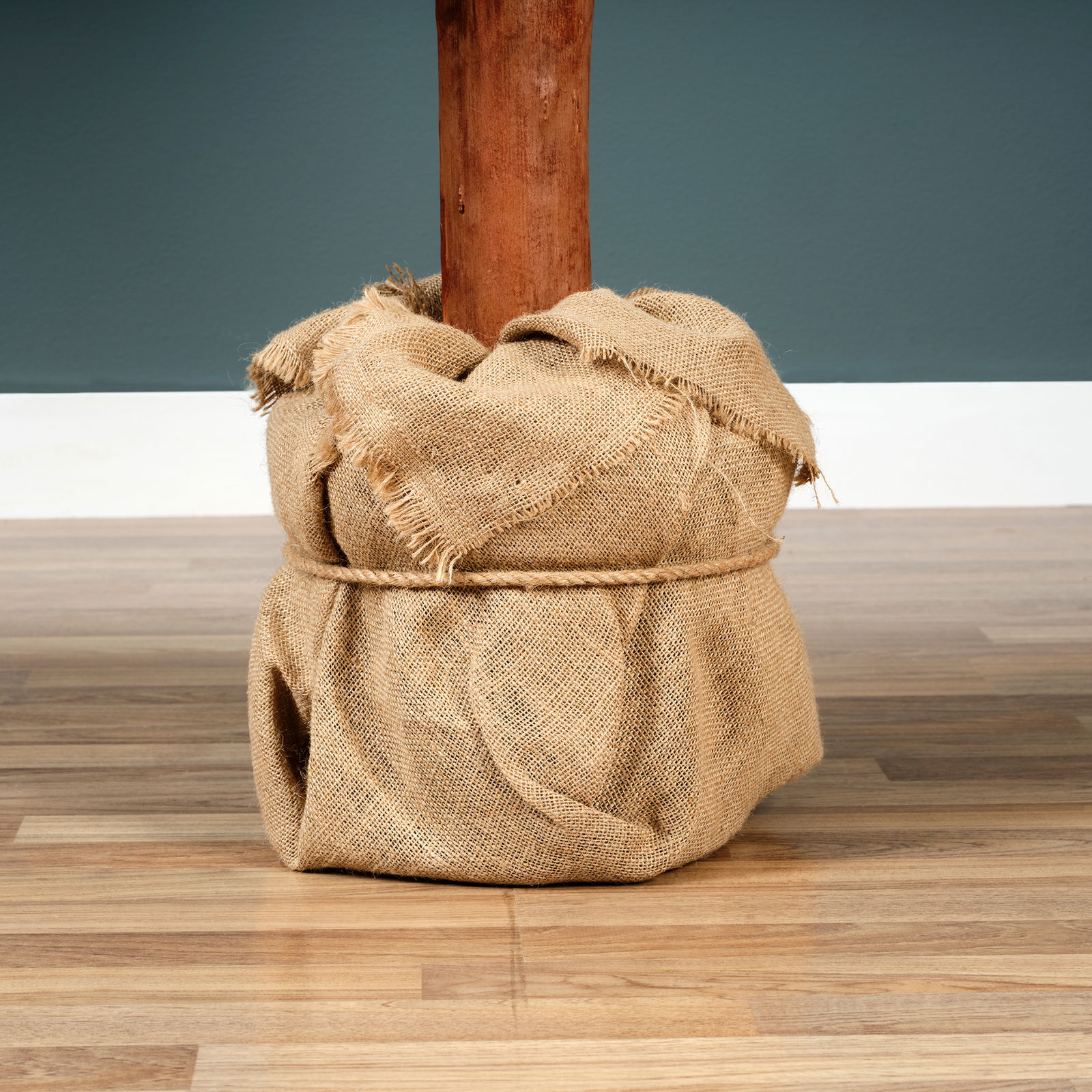 Nahaufnahme des Sockels einer Tiaga Tanne, eingewickelt in Jutestoff, auf einem Holzboden stehend.