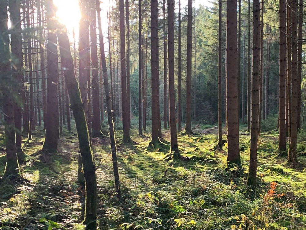 Das Titelbild der NAchhaltigkeitsbroschüre zeigt einen sonnendurchfluteten Wald.