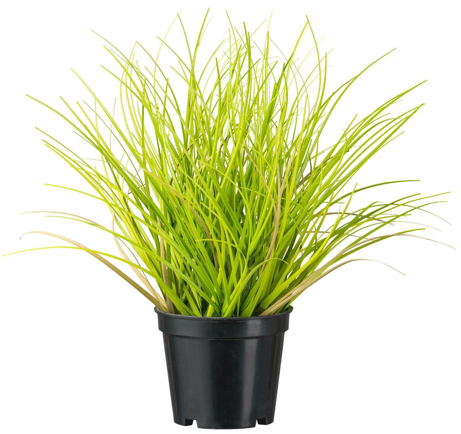 Gasper Gras im Topf Künstliches Gras im schwarzen Topf, 24 cm hoch, aus der Frontalperspektive fotografiert.