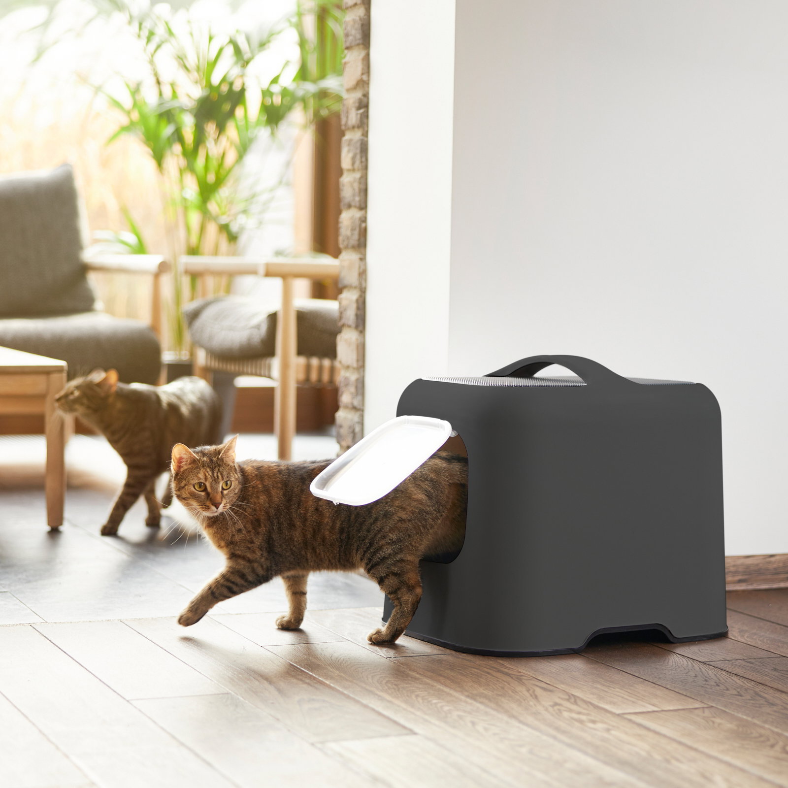Katzentoilette in modernem Design, seitliche Perspektive, mit einer Katze, die gerade herauskommt.