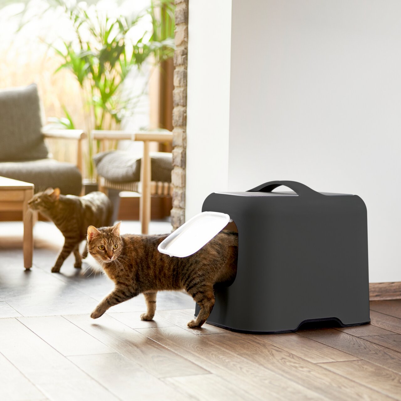 Katzentoilette in modernem Design, seitliche Perspektive, mit einer Katze, die gerade herauskommt.