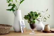 Rotweinglas Boston von Villeroy & Boch mit Sukkulente, seitliche Perspektive