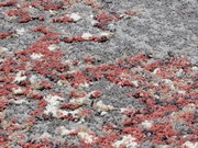 Nahaufnahme eines Designer-Teppichs mit flauschiger Textur in Grau-, Rot- und Beigetönen, aus seitlicher Perspektive aufgenommen.