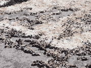 Nahaufnahme eines Designer Teppichs mit abstraktem Muster in Beige-, Grau- und Schwarztönen, aus seitlicher Perspektive fotografiert.