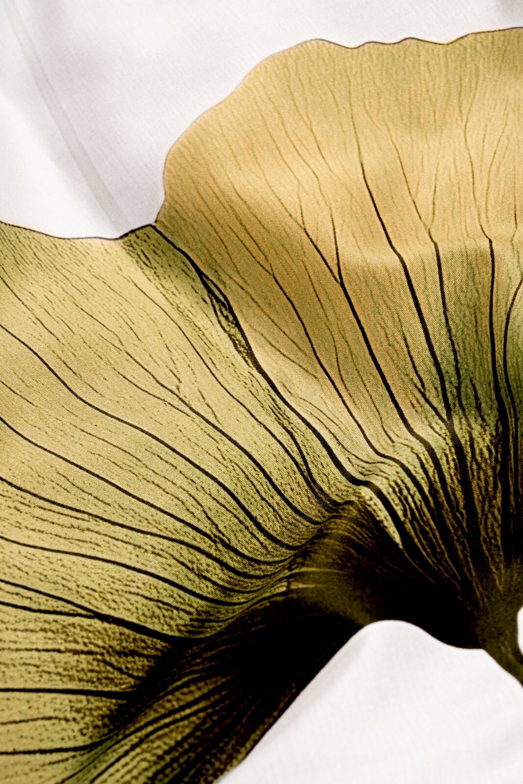 Makroaufnahme aus der Draufsicht eines ginkgoähnlichen Blattes in Grün- und Goldtönen mit feinen Adern auf hellem Hintergrund