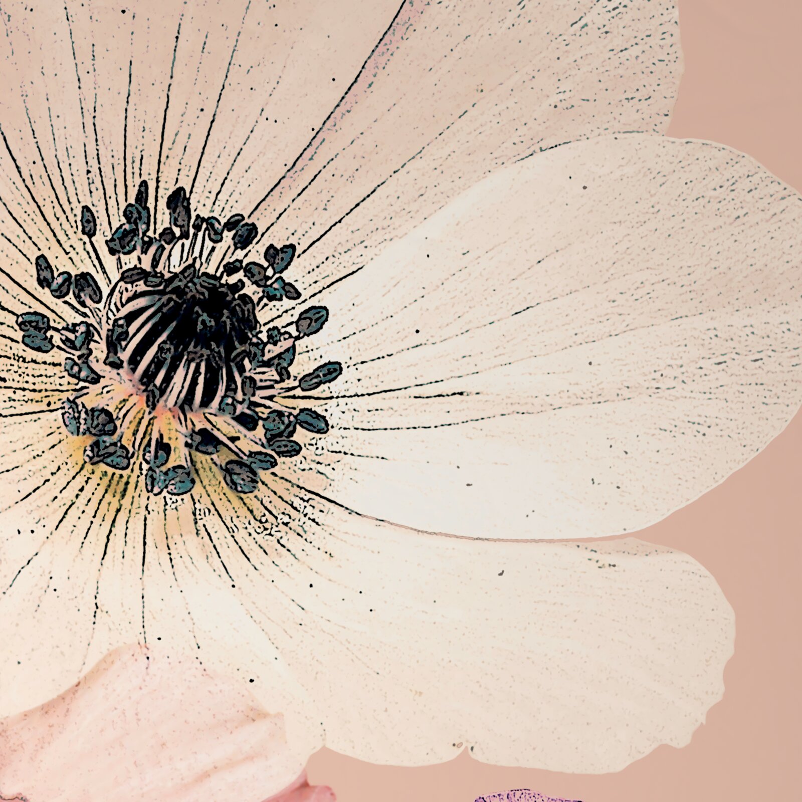 Nahaufnahme einer großen, stilisierten Blume mit zarten, hellen Blütenblättern und einem detaillierten, dunklen Blütenzentrum auf einem sanften Hintergrund.