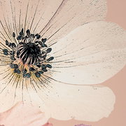 Nahaufnahme einer großen, stilisierten Blume mit zarten, hellen Blütenblättern und einem detaillierten, dunklen Blütenzentrum auf einem sanften Hintergrund.