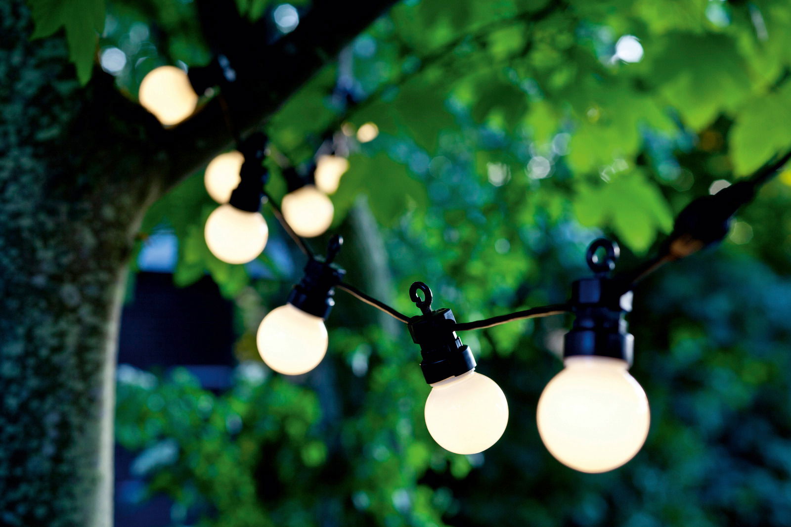 Solarbetriebene Lichterkette mit runden LED-Lampen, aufgehängt in einem Baum, aus der Nähe betrachtet.