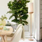 Skandinavische Stehlampe aus hellem Holz mit zylindrischem, weißem Stoffschirm neben großer Zimmerpflanze im hellen Wohnzimmer, seitliche Perspektive