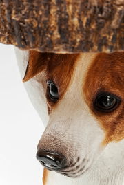 Nahaufnahme eines Beistelltisches mit Hundemotiv, Perspektive von vorne.