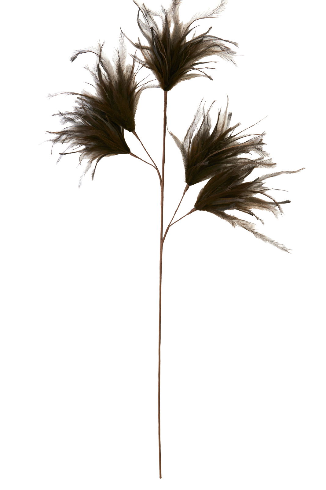Dekorativer Zweig mit mehreren buschigen, federartigen Blüten in dunklem Braun, seitliche Perspektive