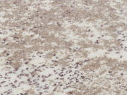 Nahaufnahme eines Designer Teppichs mit einem gemusterten, flauschigen Textur in Beige- und Weißtönen.