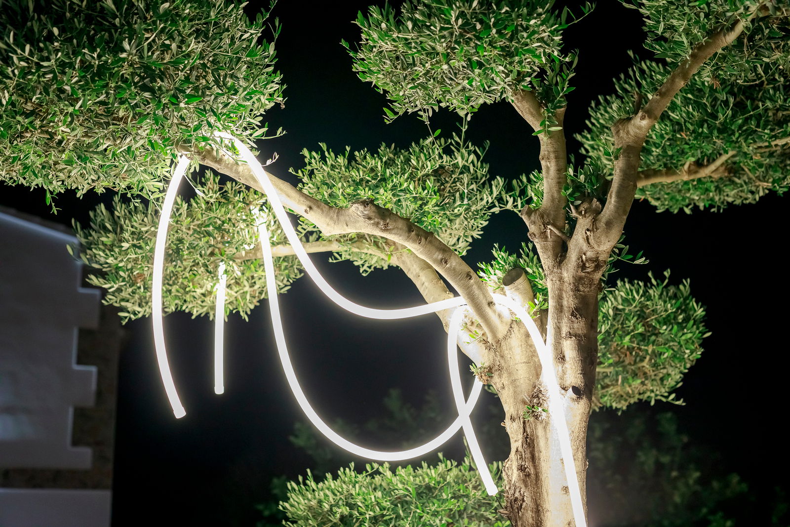 Lichterkette NEO GARLAND, die um einen Baum gewickelt ist, bei Nacht beleuchtet, aus seitlicher Perspektive