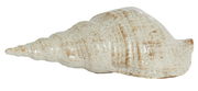 Keramik-Ornament in Form einer großen Muschel, seitliche Perspektive