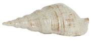 Keramik-Ornament in Form einer großen Muschel, seitliche Perspektive