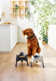 Een hond zit in een moderne keuken op de vloer naast twee verstelbare voerbakken. De bakken zijn zwart en wit. Perspectief: zijdelings van voren.