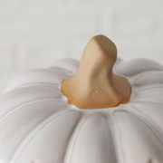 Nahaufnahme eines weißen Kürbisses mit natürlichem Stiel, von oben betrachtet.