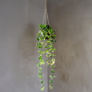 Hängende grüne Rankpflanze im Topf mit warmweißer Lichterkette, frontale Ansicht vor grauer Wand