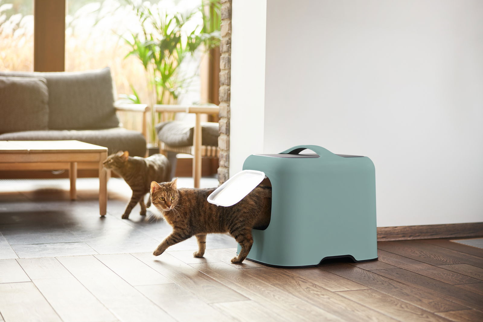 Katzentoilette in modernem Design mit Katze, die aus der Öffnung tritt, seitliche Perspektive