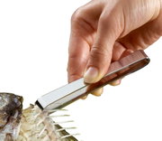 Hand hält eine Grätenpinzette, die verwendet wird, um Fischgräten zu entfernen. Nahaufnahme.