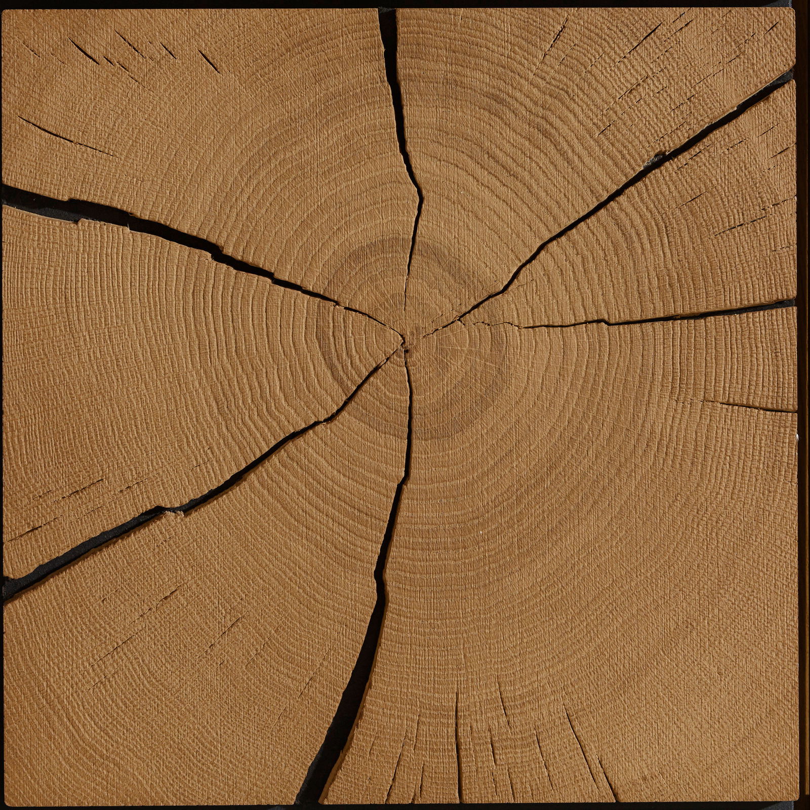 Nahaufnahme einer Holzoberfläche mit sichtbaren Jahresringen und Rissen, von oben betrachtet.