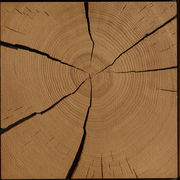 Nahaufnahme einer Holzoberfläche mit sichtbaren Jahresringen und Rissen, von oben betrachtet.