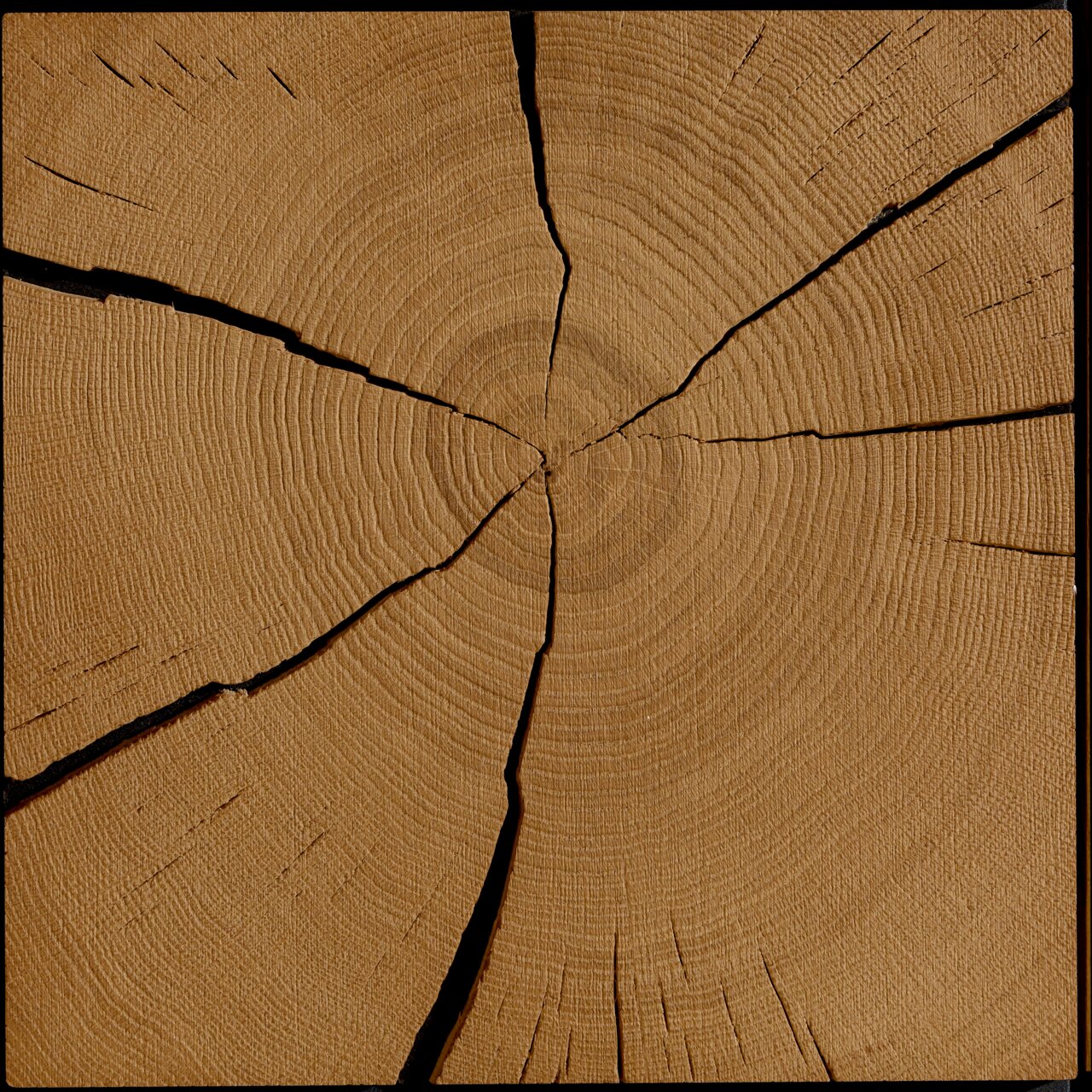 Nahaufnahme einer Holzoberfläche mit sichtbaren Jahresringen und Rissen, von oben betrachtet.