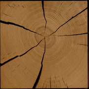 Nahaufnahme einer Holzoberfläche mit sichtbaren Jahresringen und Rissen, von oben betrachtet.