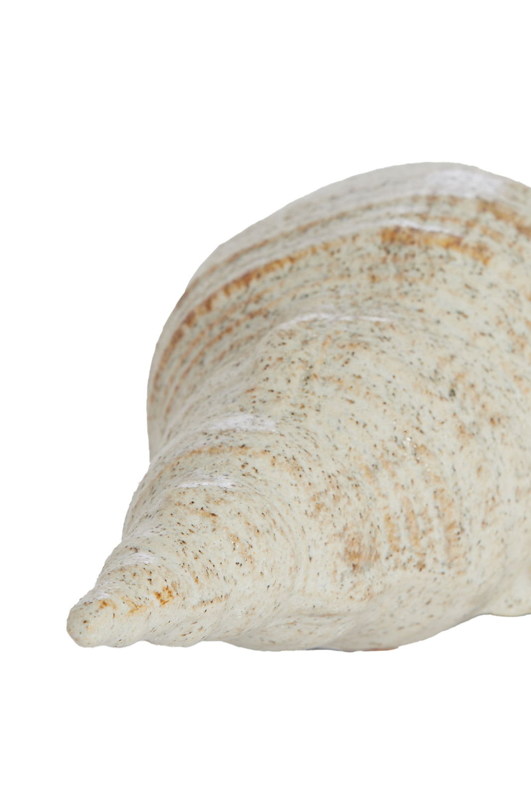 Light&Living Ornament SHELL Nahaufnahme einer großen, spiralförmigen Muschel mit natürlicher, gesprenkelter Textur, von der Seite betrachtet.