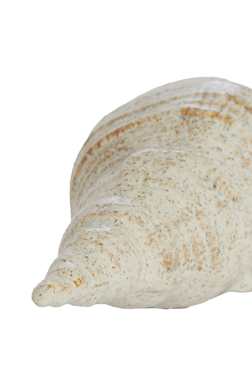 Light&Living Ornament SHELL Nahaufnahme einer großen, spiralförmigen Muschel mit natürlicher, gesprenkelter Textur, von der Seite betrachtet.