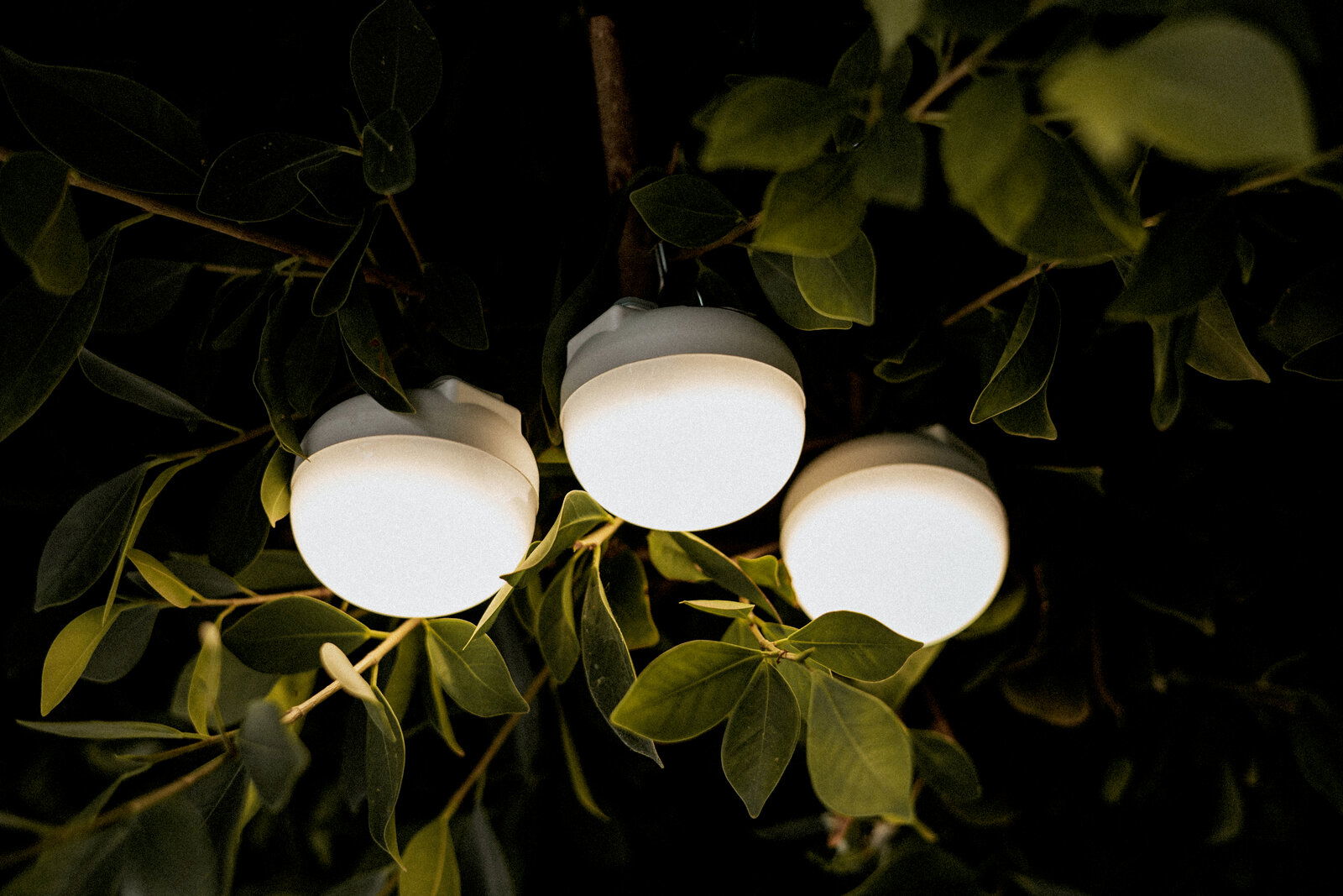 Newgarden Akku-Leuchtmittel CHERRY MINI Drei leuchtende, runde weiße Outdoor-Lichter zwischen grünen Blättern, aufgenommen aus der Froschperspektive von unten nach oben.