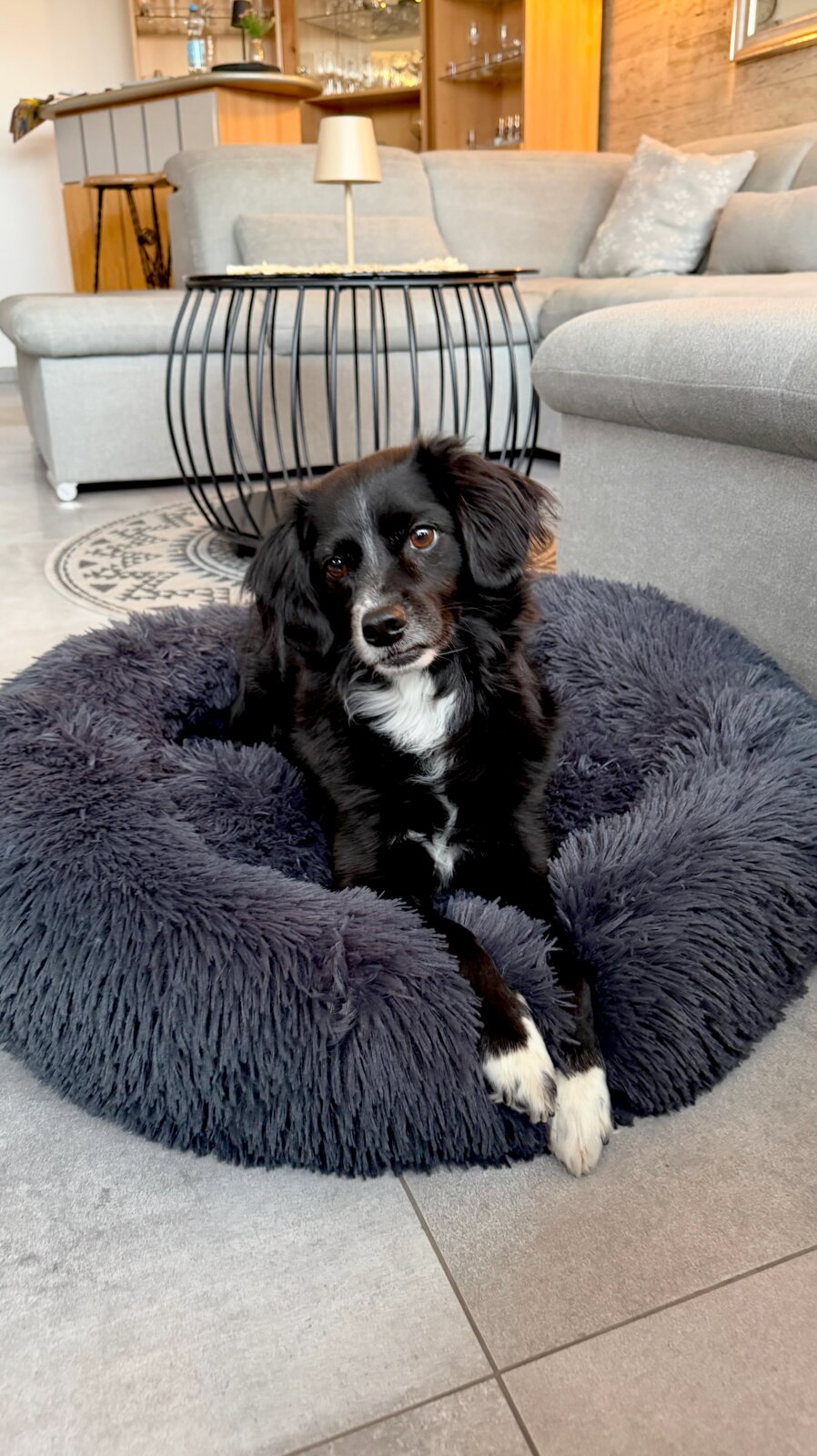 StepOne Rond hondenbed S DONUT Ø70 cm Flauschiges, rundes Hundebett in Dunkelgrau mit liegendem schwarz-weißem Hund im Wohnzimmer, aufgenommen aus bodennaher Frontperspektive.