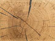 Nahaufnahme eines Holzschnitts mit sichtbaren Jahresringen und Rissen, von oben betrachtet.