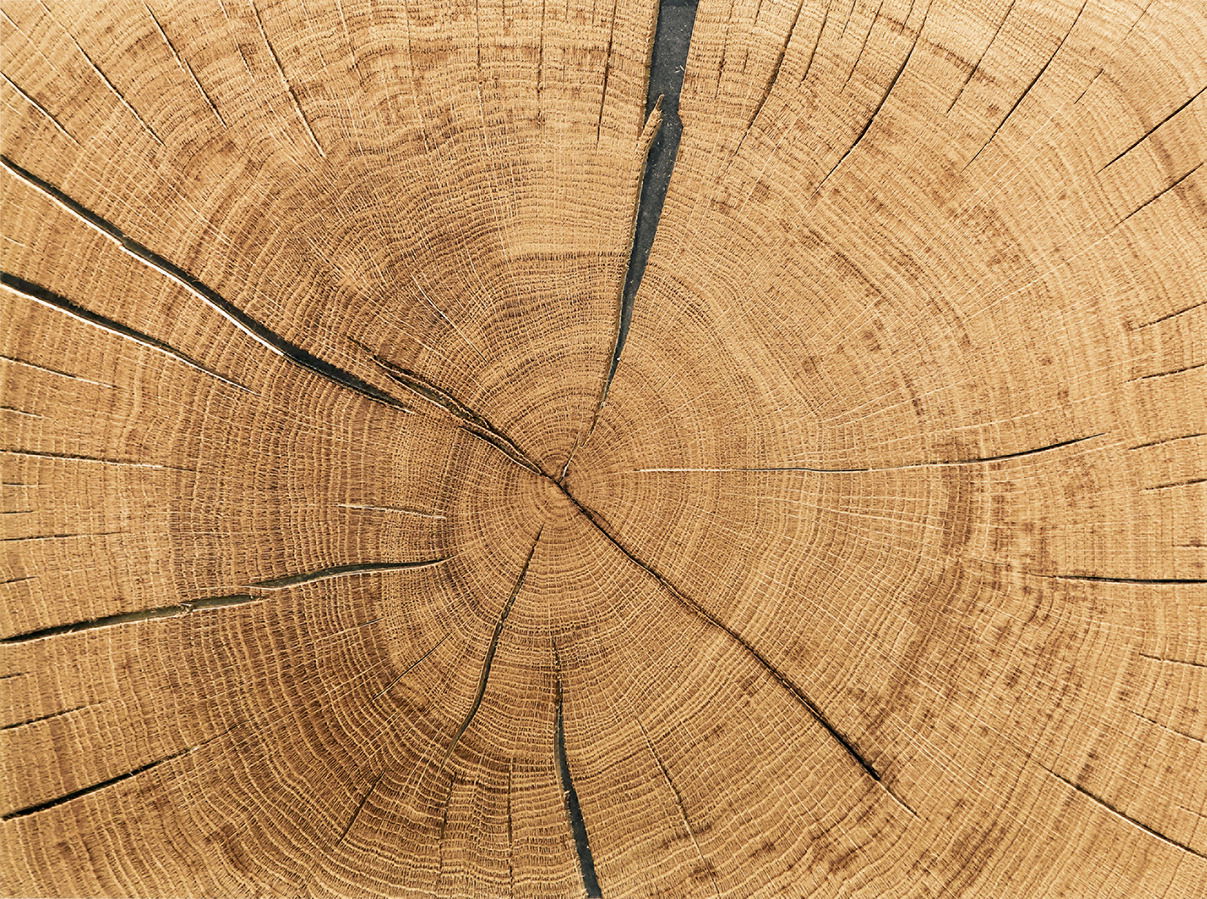 Nahaufnahme eines Holzschnitts mit sichtbaren Jahresringen und Rissen, von oben betrachtet.