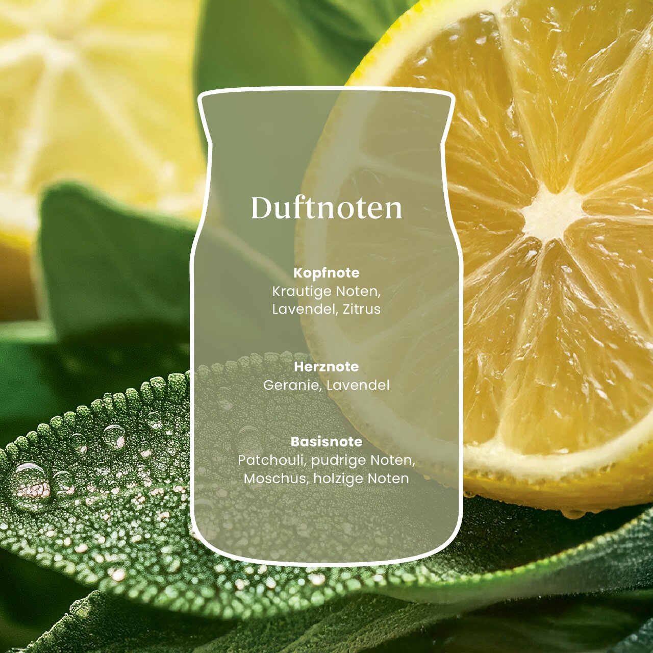 Frontale Nahaufnahme einer Duftnoten-Grafik vor frischen Zitronenscheiben und grünen, mit Wassertropfen benetzten Blättern; Kopfnoten aus Kräutern, Lavendel und Zitrus, Herznoten aus Geranie und Lavendel sowie Basisnoten aus Patchouli, pudrigen und holzig