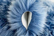 Nahaufnahme eines blauen Schaffells mit weicher, flauschiger Textur.