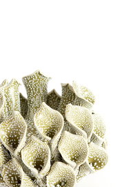 Nahaufnahme eines dekorativen Teelichthalters in organischer Form mit grünlichen, punktierten Strukturen, die an Korallen erinnern.