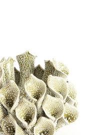 Nahaufnahme eines dekorativen Teelichthalters in organischer Form mit grünlichen, punktierten Strukturen, die an Korallen erinnern.