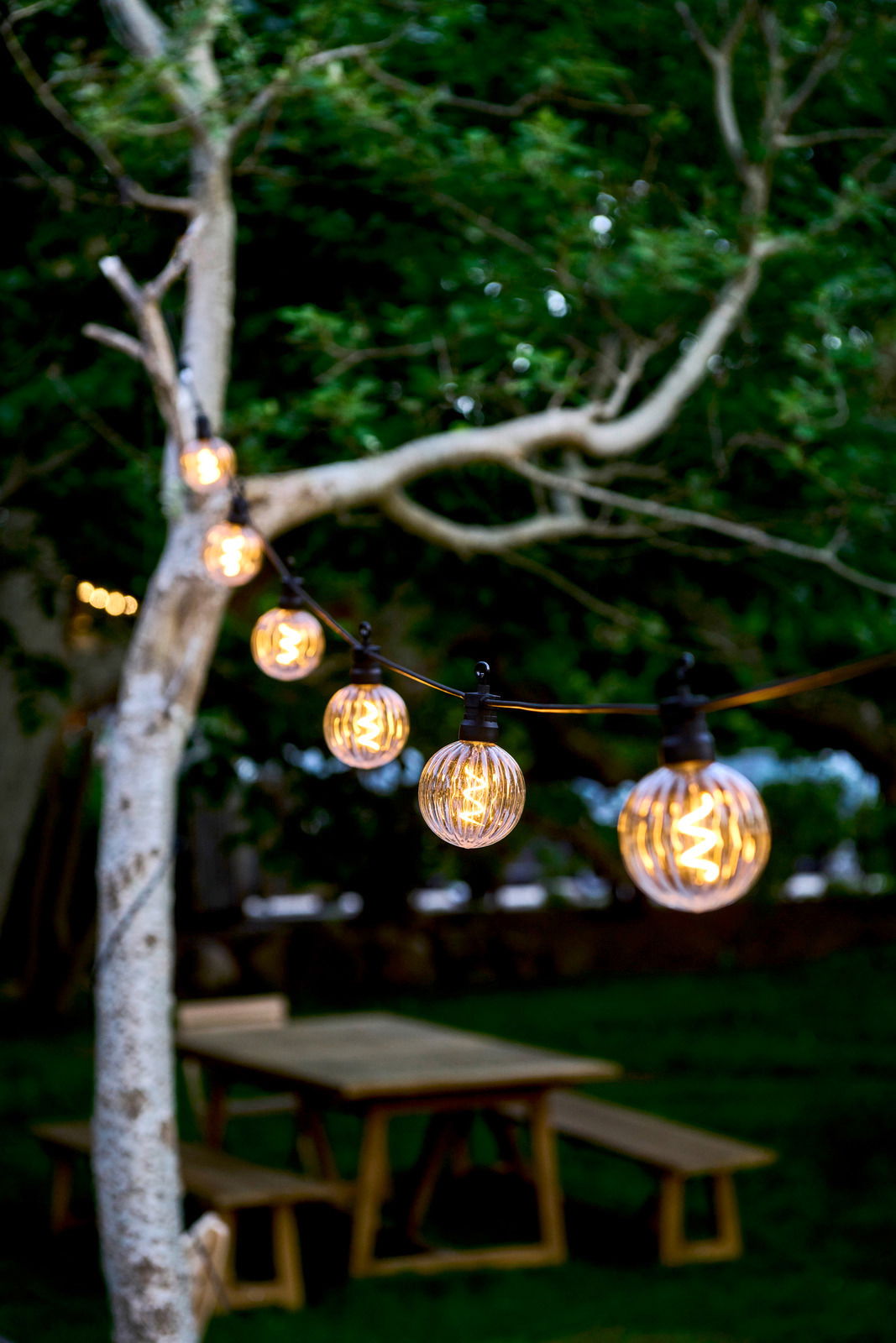 Sirius LED-Lichterkette 10er LUKE Lichterkette mit klaren, runden LED-Lampen, aufgehängt an einem Baum in einem Garten, aus seitlicher Perspektive fotografiert.