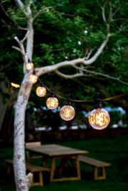 Lichterkette mit klaren, runden LED-Lampen, aufgehängt an einem Baum in einem Garten, aus seitlicher Perspektive fotografiert.