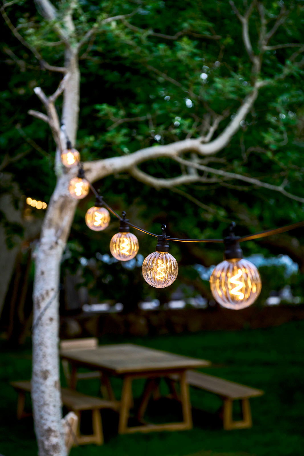 Lichterkette mit klaren, runden LED-Lampen, aufgehängt an einem Baum in einem Garten, aus seitlicher Perspektive fotografiert.