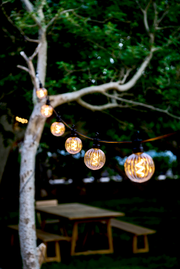 Lichterkette mit klaren, runden LED-Lampen, aufgehängt an einem Baum in einem Garten, aus seitlicher Perspektive fotografiert.