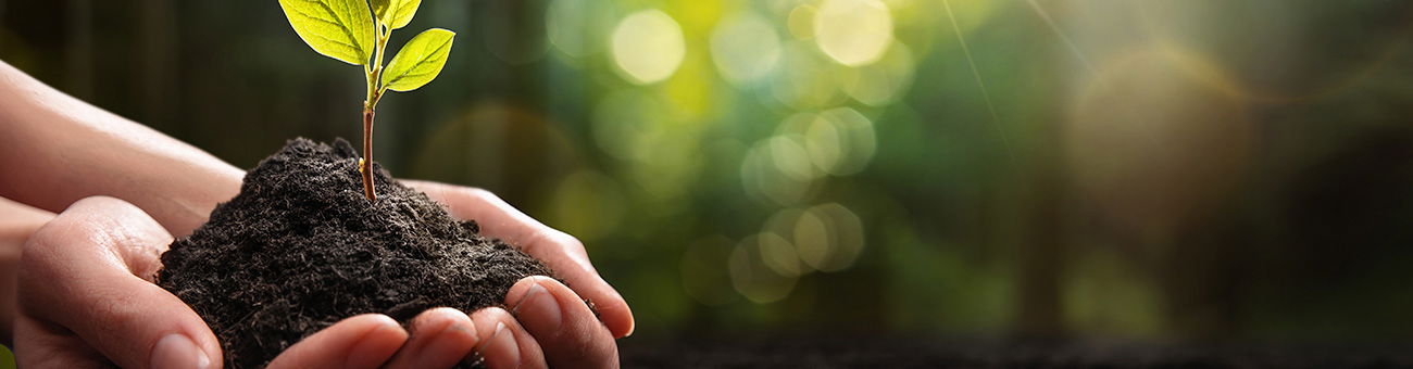 Hände halten Erde mit einem jungen Keimling, Symbol für Wachstum, Nachhaltigkeit und neue Anfänge