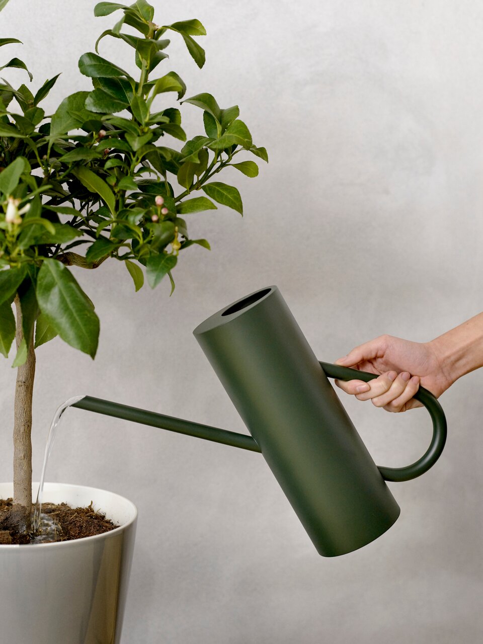 Stelton Gießkanne BLOOM Eine dunkelgrüne Bloom Blumengießkanne mit einem Fassungsvermögen von 2 Litern wird verwendet, um eine Pflanze in einem weißen Topf zu gießen. Die Perspektive zeigt die Gießkanne von der Seite, während Wasser aus dem langen Ausguss fließt.