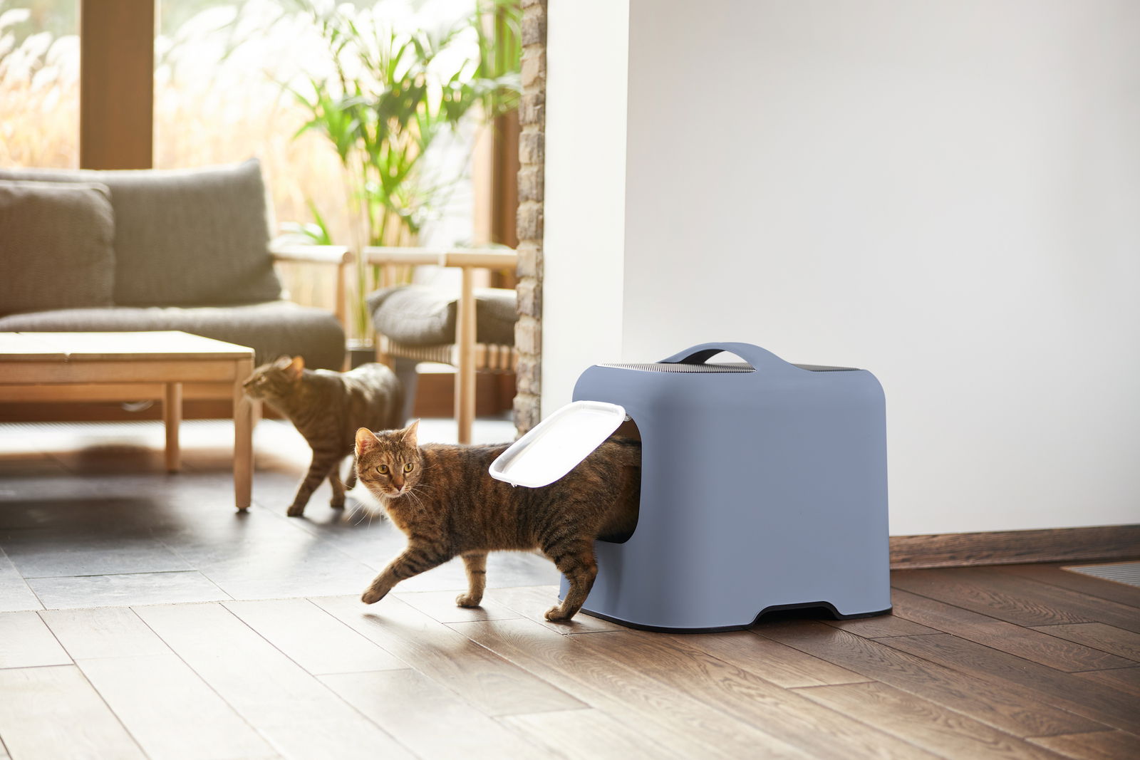 Katzentoilette in modernem Design, seitliche Perspektive, mit einer Katze, die gerade herauskommt, in einem gemütlichen Wohnzimmer.